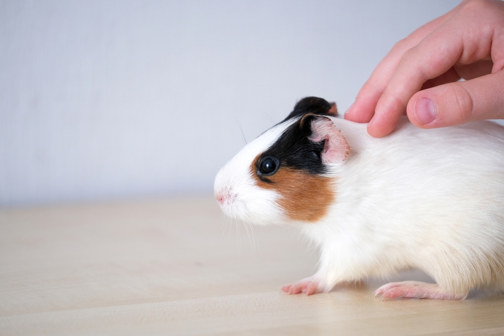 Child with autism petting a guinea pig