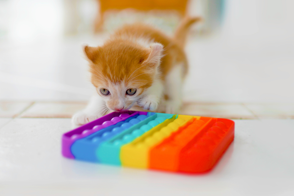 Kitten with colorful sensory toy