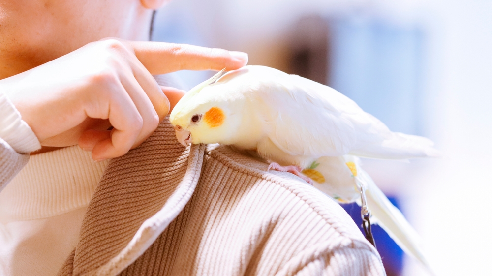 Lutino cockatiel standing on its owner’s shoulder