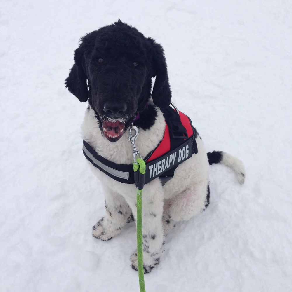 Therapy dog with red vest and snow in background