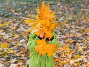 Child hiding behind yellow autumn maple leaves